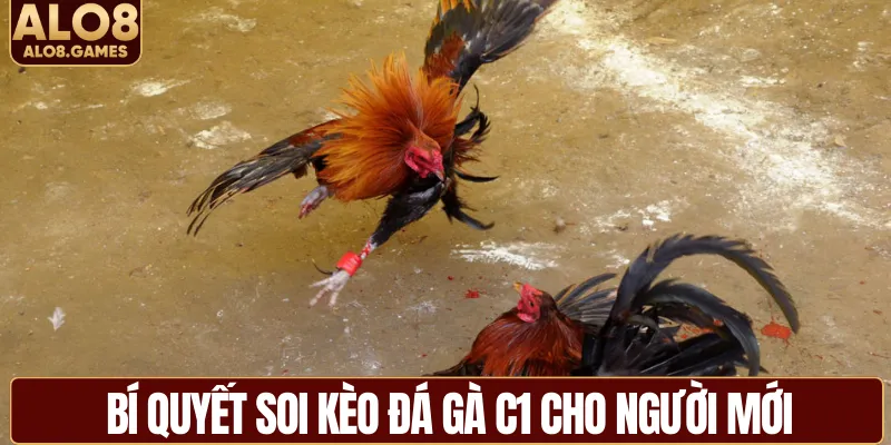 Bí quyết soi kèo đá gà C1 cho người mới
