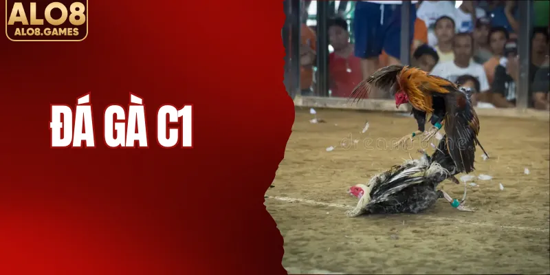 Đá Gà C1 - Đấu Trường Khốc Liệt Của Chiến Kê Tại ALO8