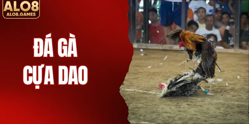 Đá Gà Cựa Dao - Hướng Dẫn Và Luật Chơi Mới Nhất Tại ALO8