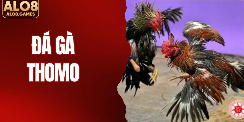 Đá Gà Thomo - Sân Chơi Đẳng Cấp Dành Cho Người Chơi Tại ALO8