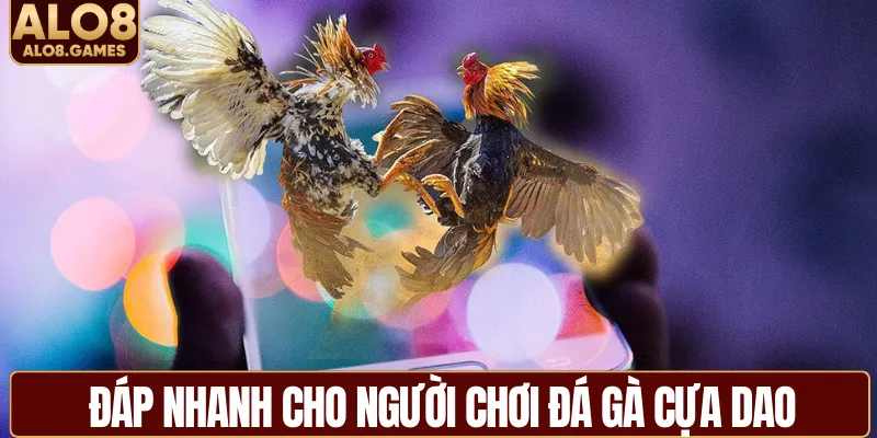 Đáp nhanh cho người chơi đá gà cựa dao