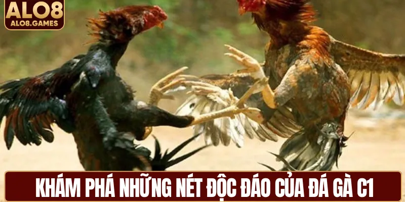 Khám phá những nét độc đáo của đá gà C1 