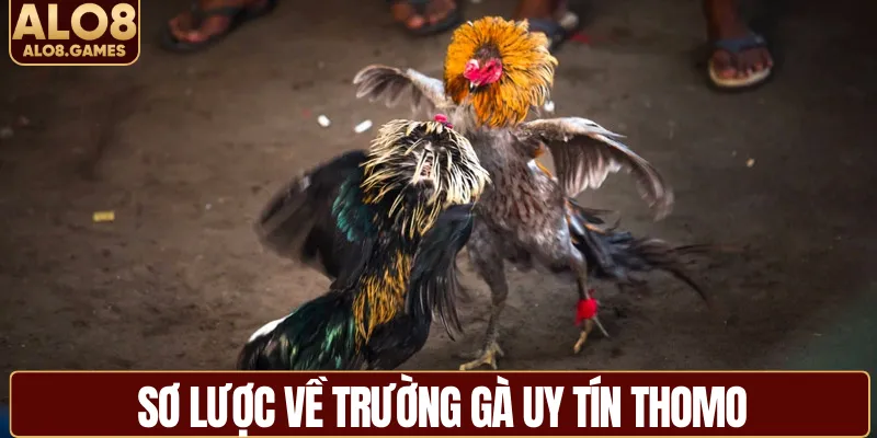Sơ lược về trường gà uy tín Thomo