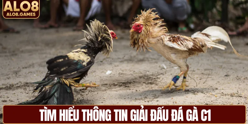 Tìm hiểu thông tin giả đấu đá gà C1