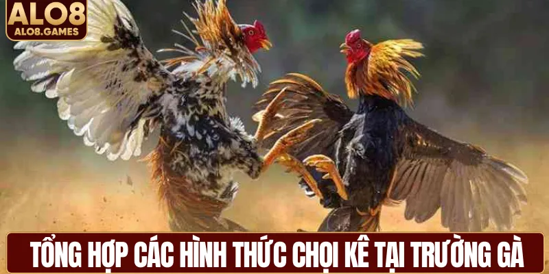 Tổng hợp các hình thức chọi kê tại trường gà